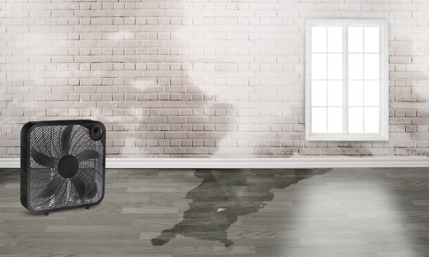 Best Ceiling water damage repair  in Manche Village, CA