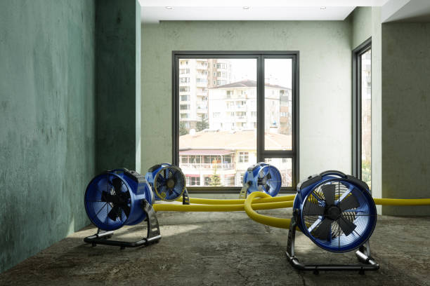 Best Professional water damage repair  in Manche Village, CA
